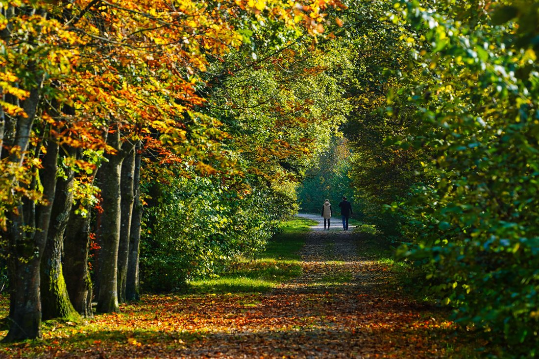 Personne qui marche sur un sentier forestier — promenade dans la nature contre le stress