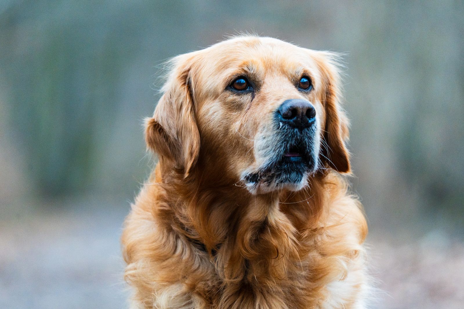 Un proprietario spazzola il pelo di un cane — cura durante la stagione della muta