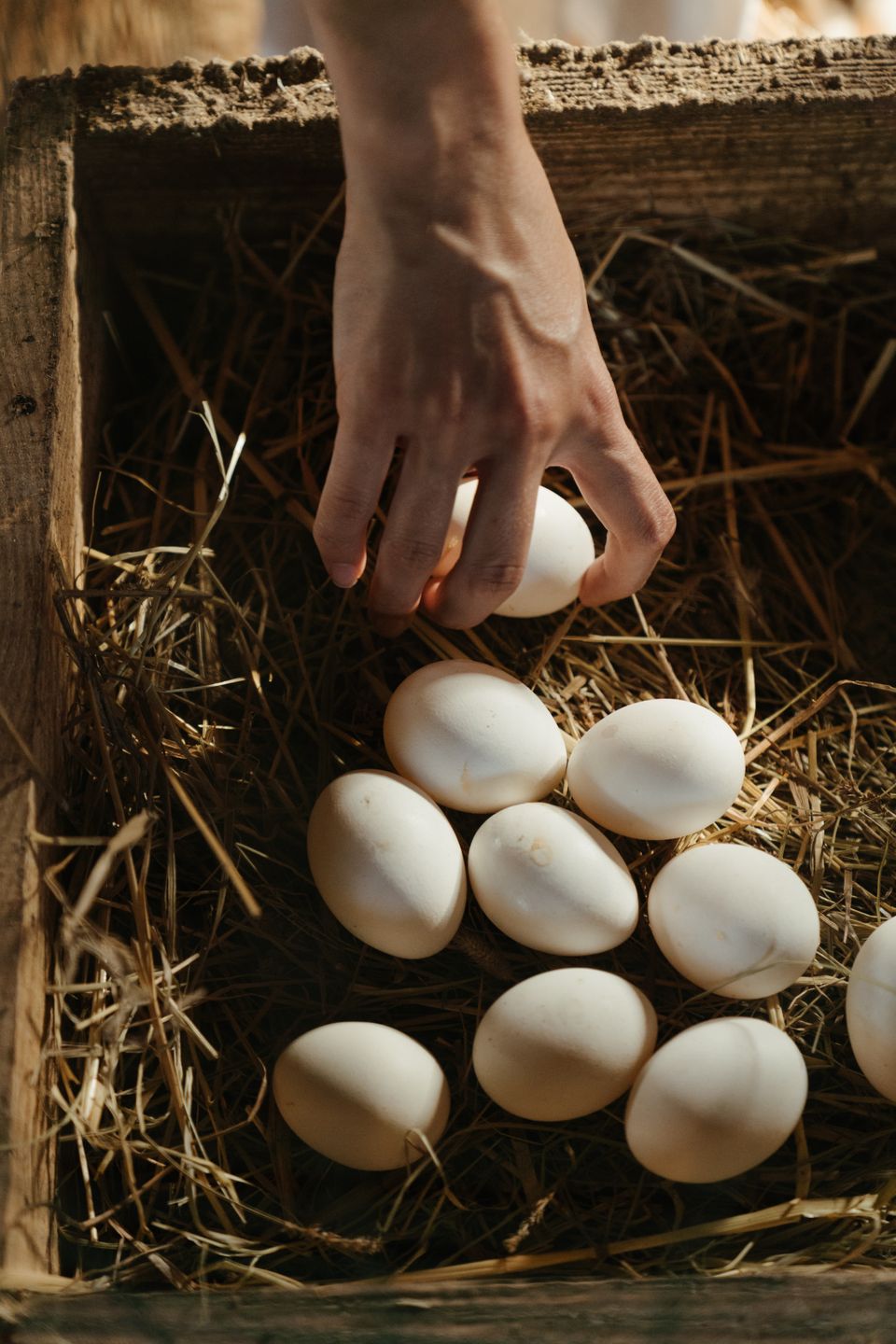 Piring berisi ayam, telur, kacang-kacangan, dan keju cottage — sumber protein