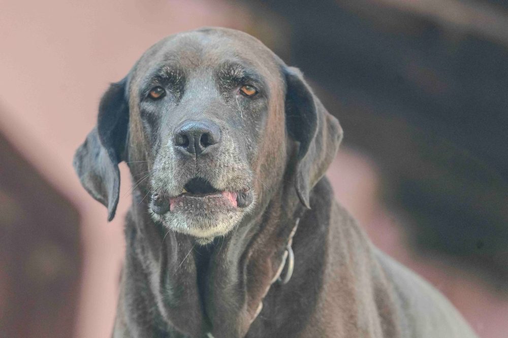 Älterer Hund mit grauer Schnauze – Anzeichen, dass der Hund alt wird
