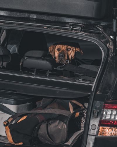Un cane in un trasportino si prepara per un viaggio — viaggiare con un animale